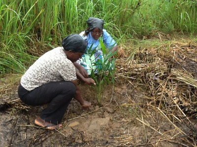 15 Août 2015          Plantation des palmiers   sélectionnés ( dénommés plantes de l'amitié) à Morija